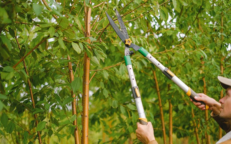 Tree trimming in Lares, PR